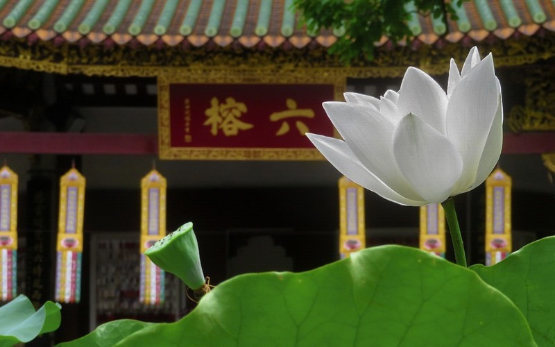 [26195] 六榕寺的荷花（上）