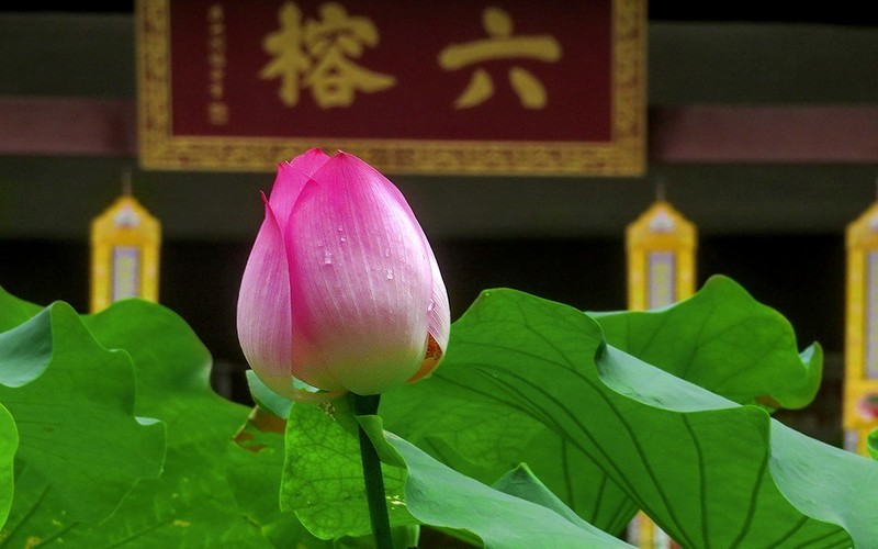 [26195] 六榕寺的荷花（上）