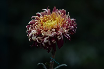 秋菊