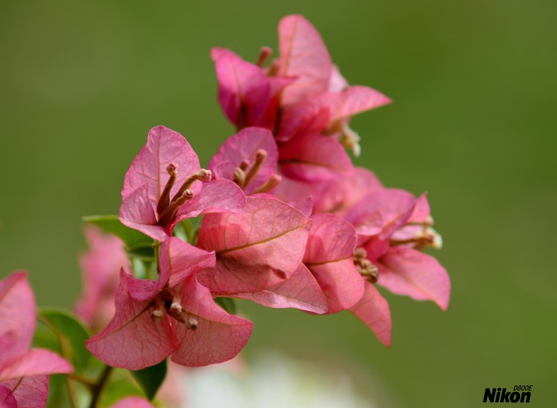植物园的三角梅。