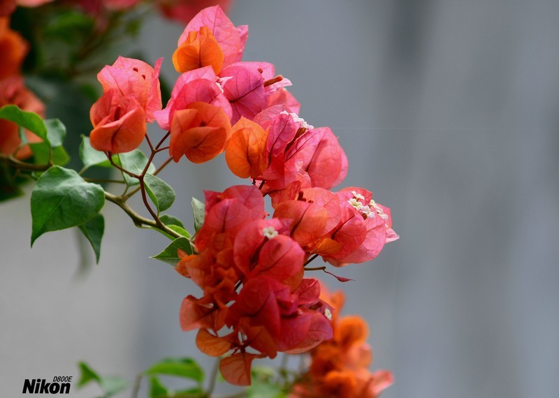 植物园的三角梅。