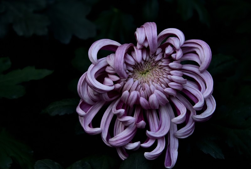 2025花卉植物赏析——菊花【2】