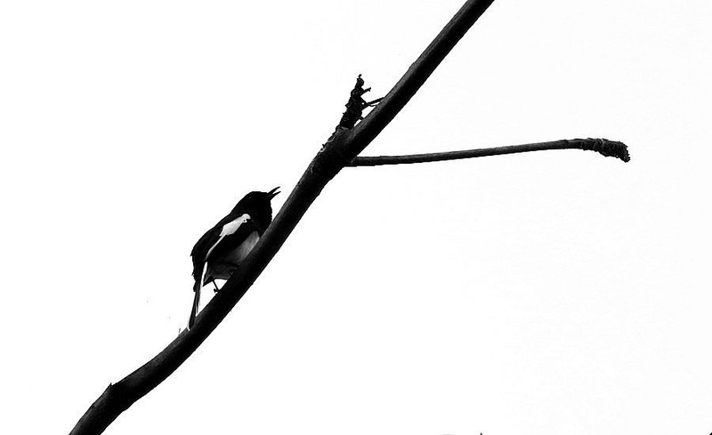 1470【不老松：二游海南纪实】临高长島兰湾的鳥!