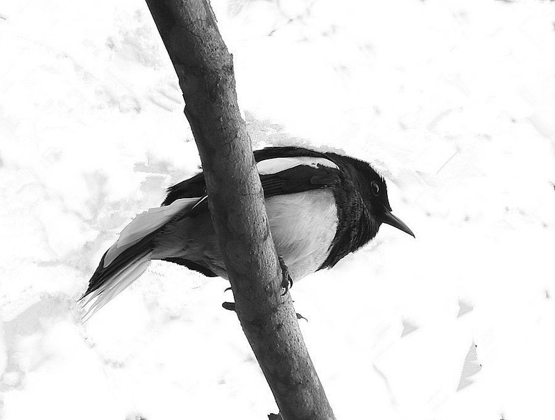 1470【不老松：二游海南纪实】临高长島兰湾的鳥!