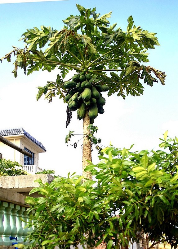 1469【不老松：二游海南纪实】临高长島兰湾的木瓜！