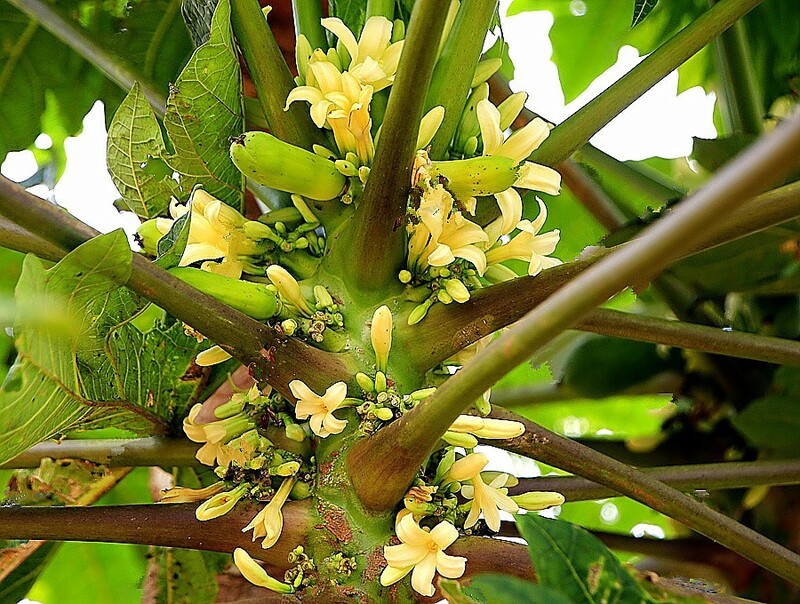 1469【不老松：二游海南纪实】临高长島兰湾的木瓜！