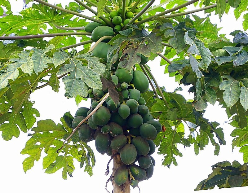 1469【不老松：二游海南纪实】临高长島兰湾的木瓜！