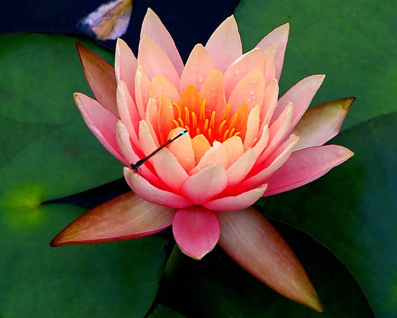 1471【不老松：二游海南纪实】临高长島兰湾的睡莲!