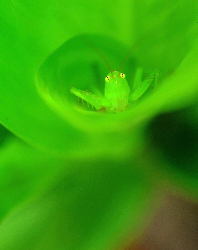 微距摄影∶小虫虫