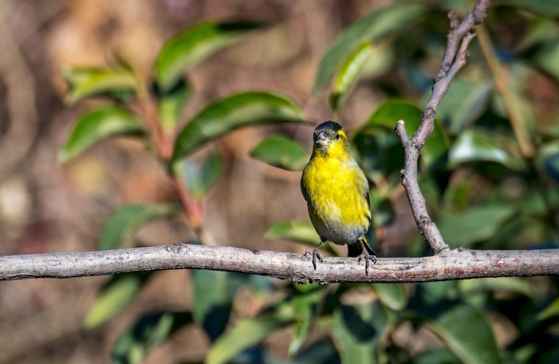 小黄雀（三十四）