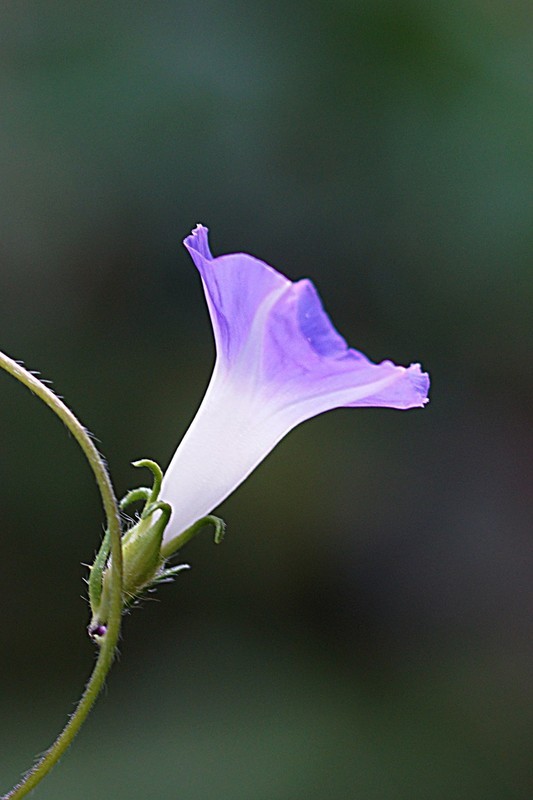 牵牛花（二）