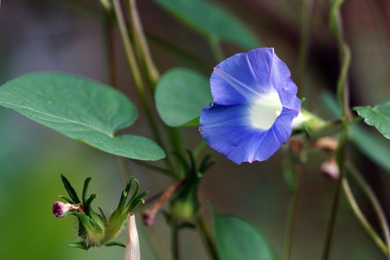 牵牛花（二）
