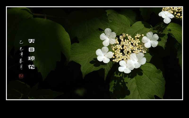 银盘般的天目琼花