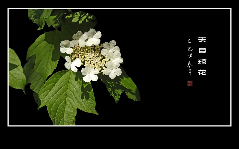 银盘般的天目琼花