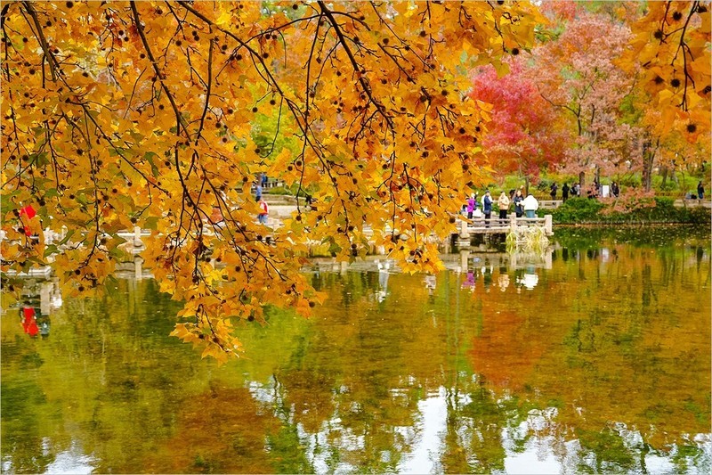 2025年第0912贴-苏州天平山红枫季旅拍（1231）