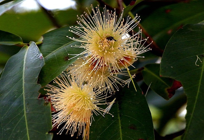 1473【不老松：二游海南纪实】临高长島兰湾：“好看不好吃的莲雾！4