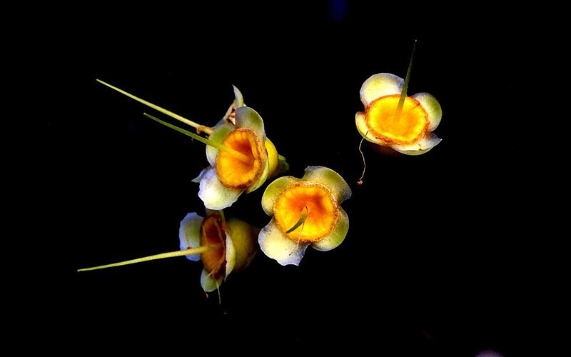 1473【不老松：二游海南纪实】临高长島兰湾：“好看不好吃的莲雾！4