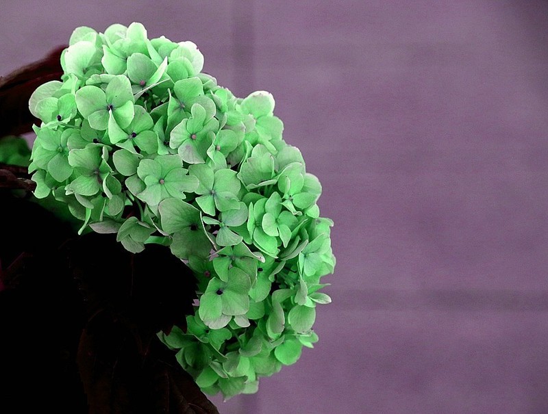 1474【不老松：二游海南纪实】美兰机场的绣球花!