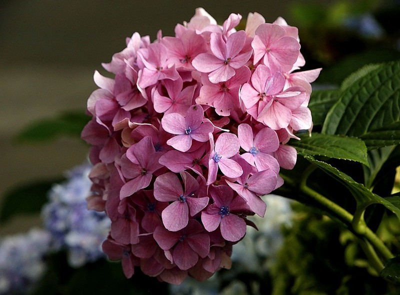 1474【不老松：二游海南纪实】美兰机场的绣球花!