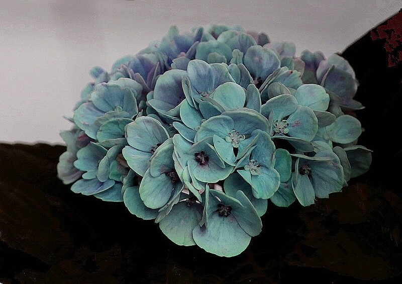 1474【不老松：二游海南纪实】美兰机场的绣球花!