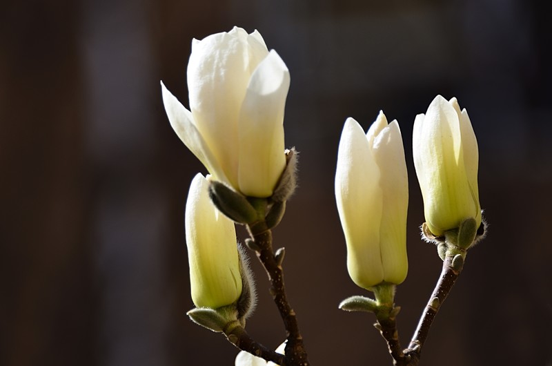 2026玉兰花（4）