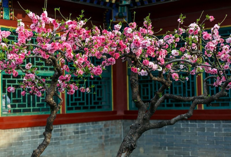 一窗桃花红，半部红楼史--摄于荣国府曹雪芹书房前