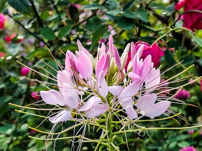 蝶翠花