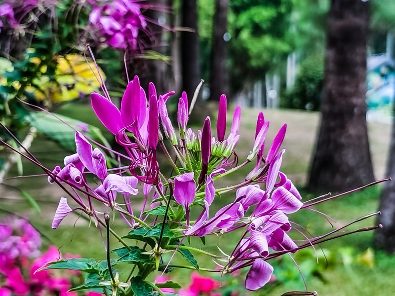 蝶翠花