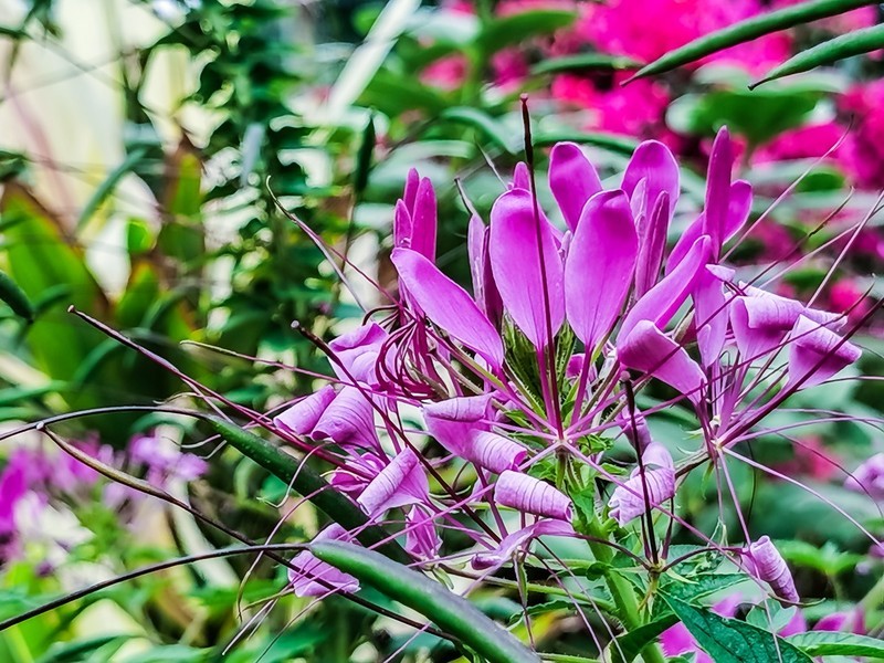 蝶翠花