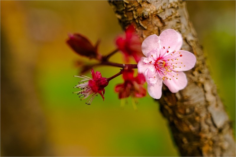 2026年第0223贴 - 无锡梅园纪实（0405）