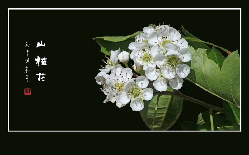 小蜜蜂迷恋山楂花