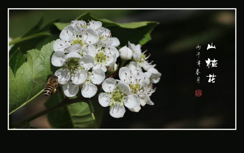 小蜜蜂迷恋山楂花