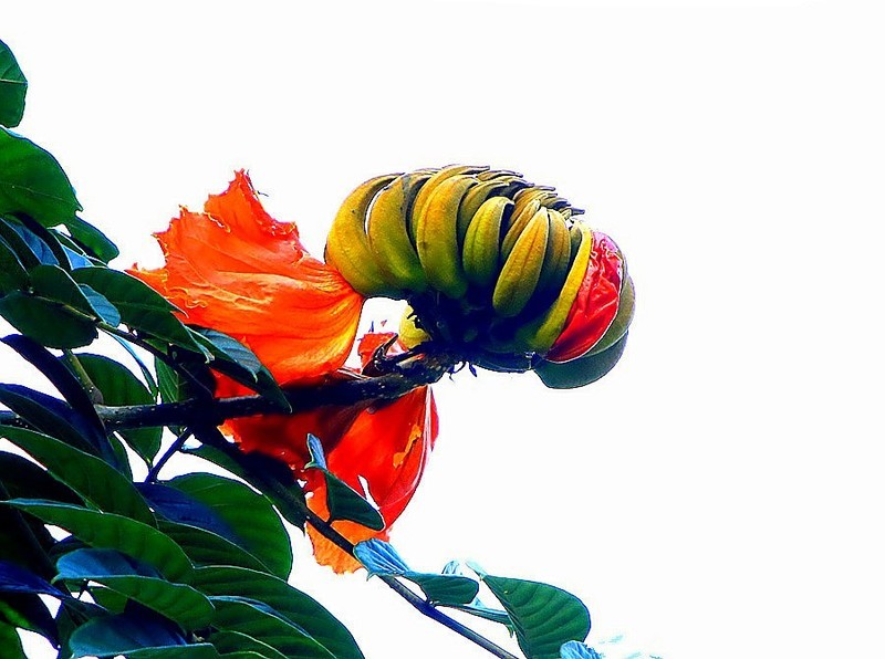 1300【不老松：二游海南纪实】临高长島兰湾的火焰花！