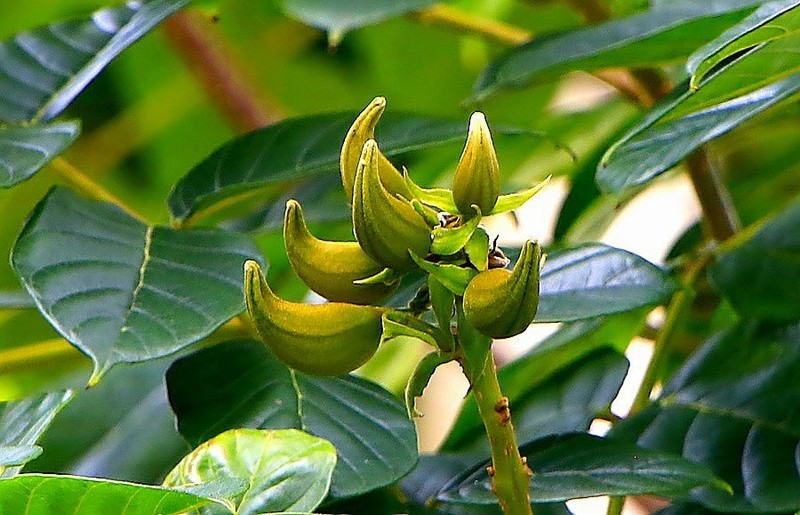 1300【不老松：二游海南纪实】临高长島兰湾的火焰花！