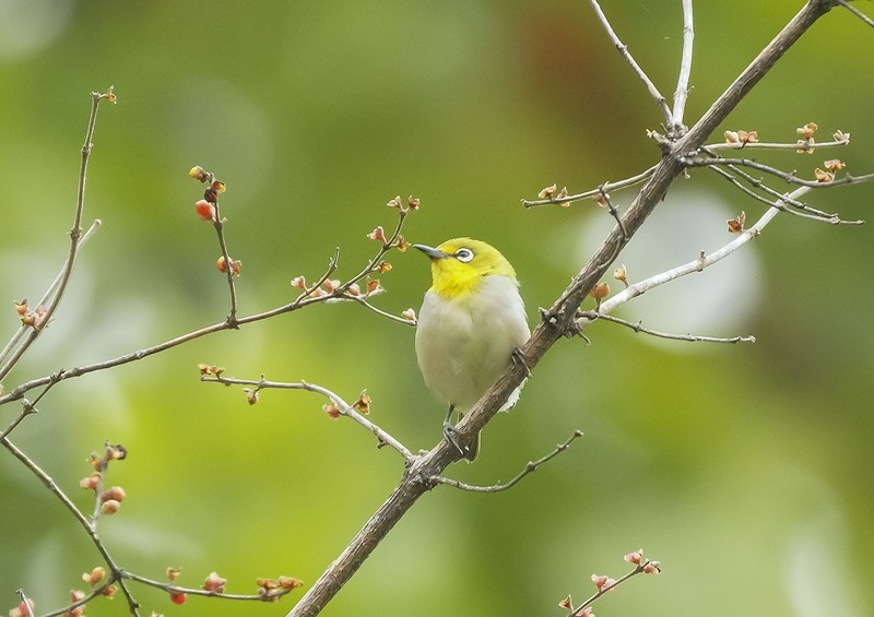 庆元旦-----绣眼（11）