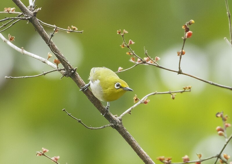 庆元旦-----绣眼（11）