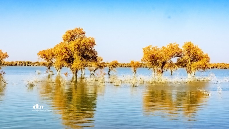 南疆行——沙雅胡杨林（11）