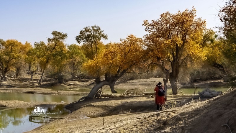 南疆行——沙雅胡杨林（11）