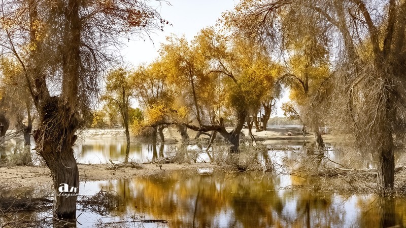 南疆行——沙雅胡杨林（11）