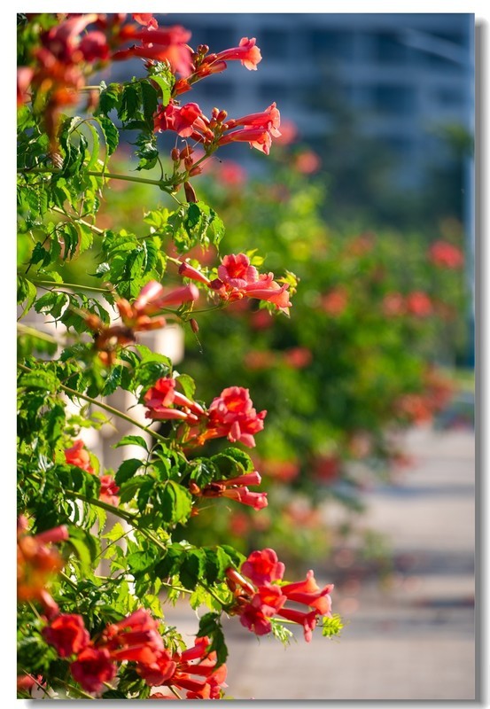 凌霄花（五）