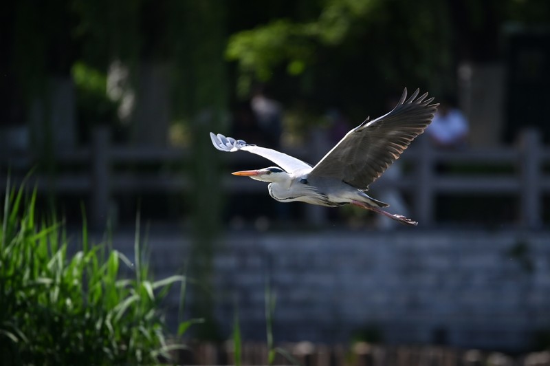 苍鹭（二）
