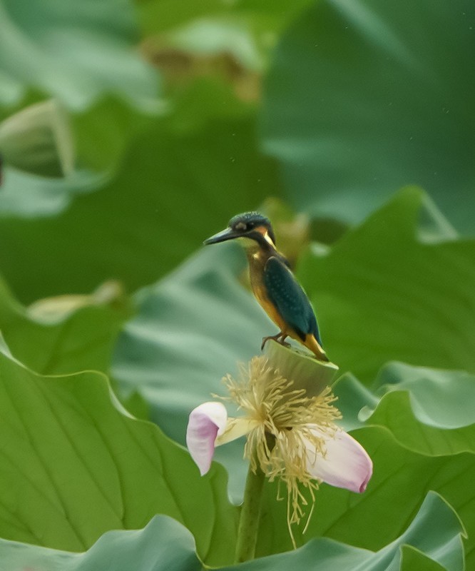 荷塘小翠(1)