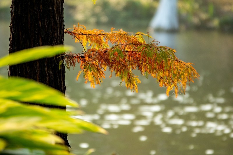 生物岛——橙黄橘绿