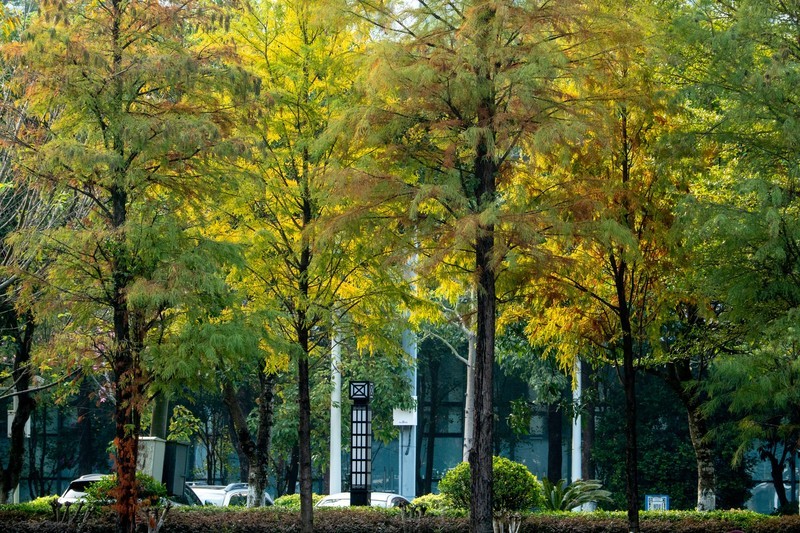 生物岛——橙黄橘绿