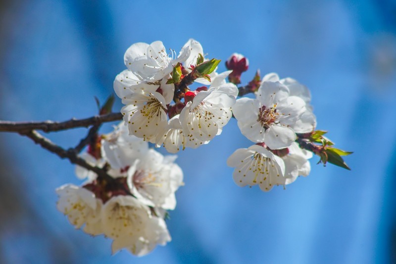春 天 的 脚 步 （宾得100-300老头手动拍摄）