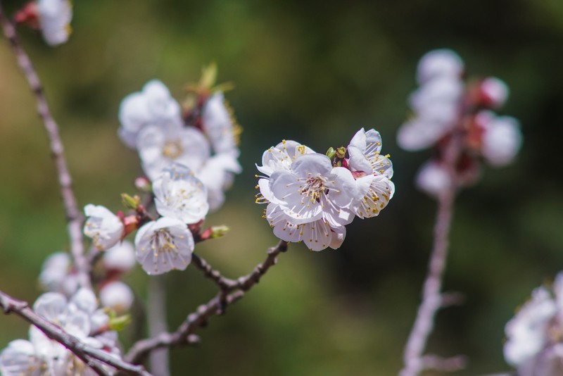 春 天 的 脚 步 （宾得100-300老头手动拍摄）