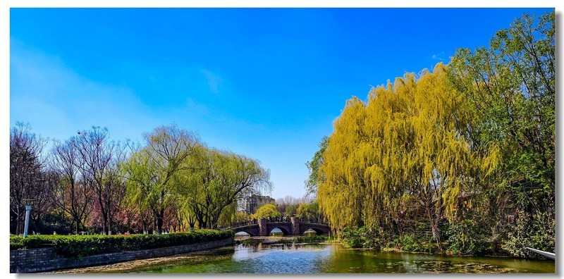 杨柳依依（一）