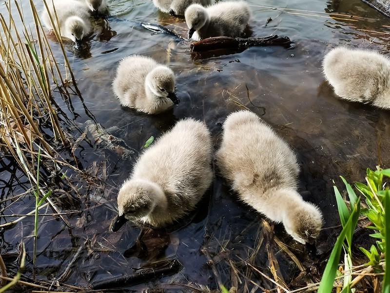 黑天鹅育雏（1）